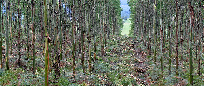 forest management