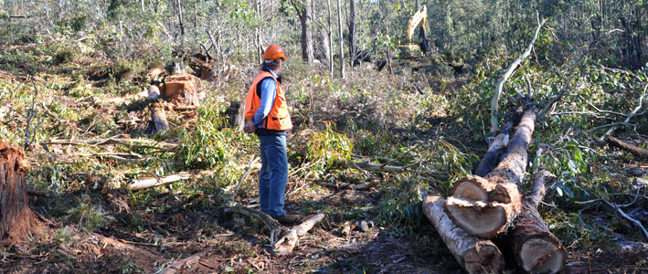 working-forest